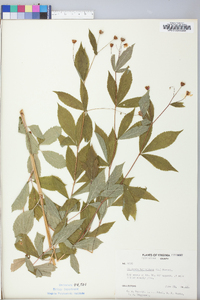 Gillenia trifoliata image