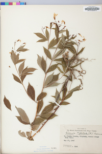 Gillenia trifoliata image