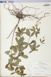 Gillenia trifoliata image