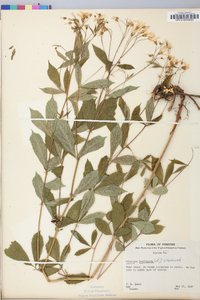 Gillenia trifoliata image