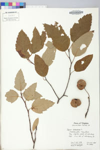 Pyrus coronaria image