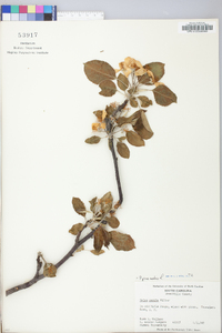 Malus sylvestris image