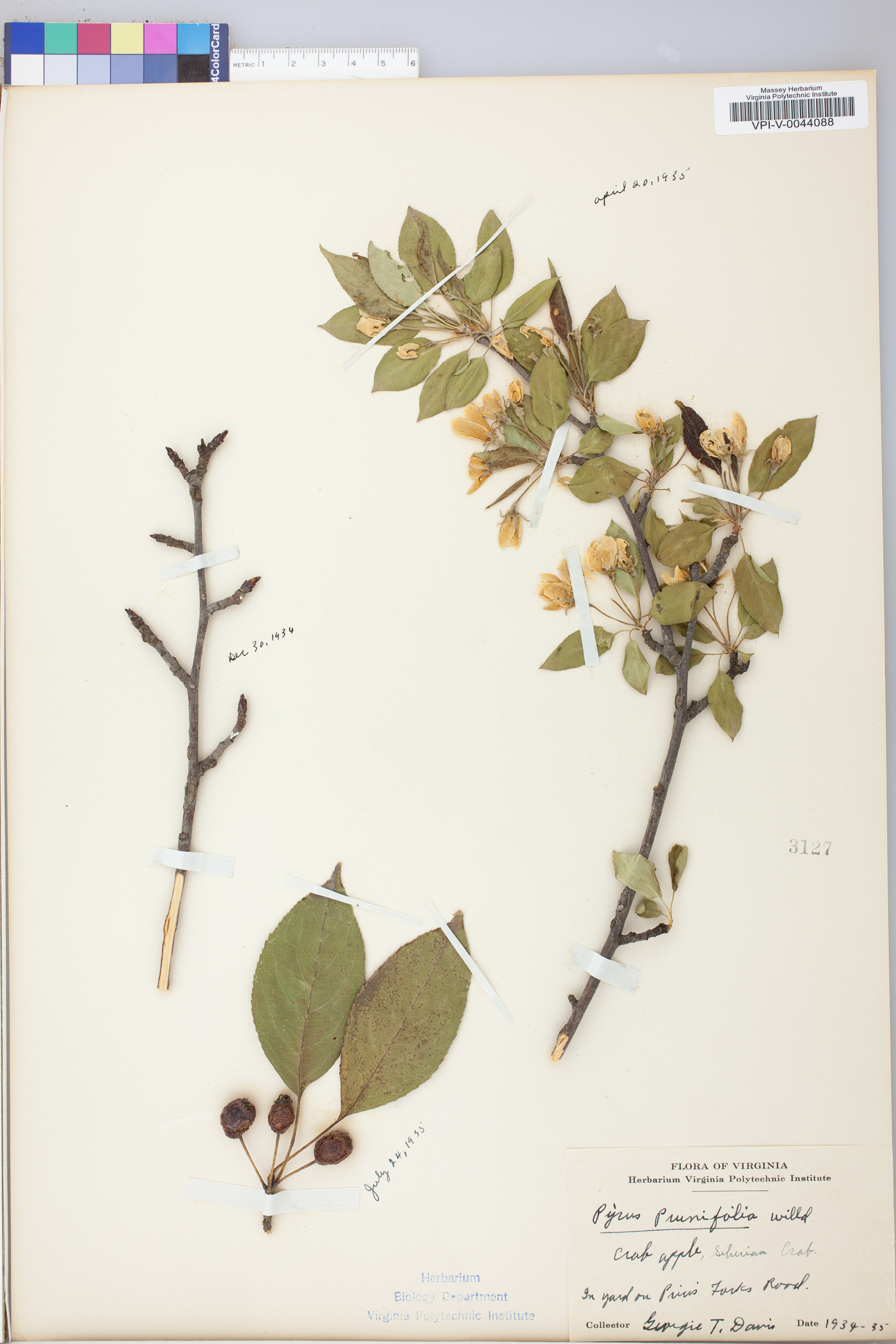 Pyrus prunifolia image