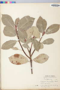 Photinia serrulata image