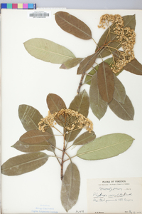 Photinia serrulata image