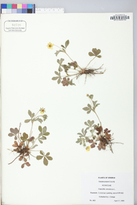 Potentilla canadensis image