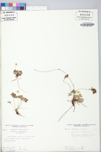 Potentilla canadensis image