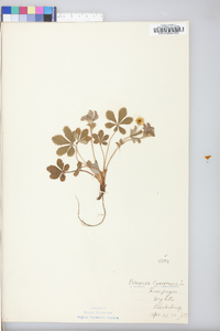 Potentilla canadensis image