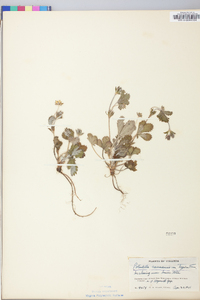 Potentilla canadensis image