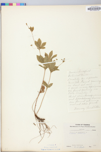 Potentilla canadensis image