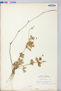 Potentilla canadensis image