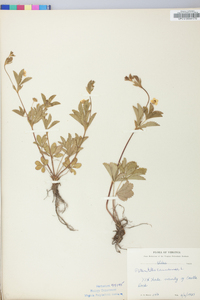 Potentilla canadensis image