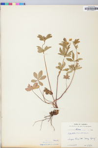 Potentilla canadensis image