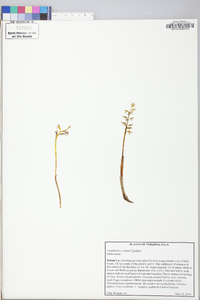 Corallorhiza trifida image