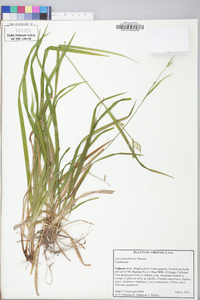 Carex gracilescens image