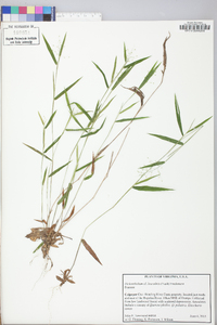Dichanthelium acuminatum subsp. leucothrix image