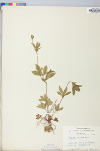 Potentilla canadensis image