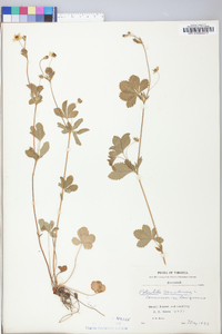 Potentilla canadensis image