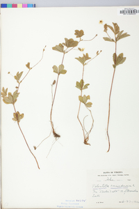 Potentilla canadensis image