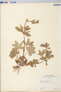 Potentilla canadensis image