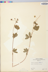 Potentilla canadensis image