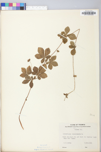 Potentilla canadensis image