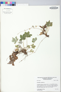 Potentilla canadensis image