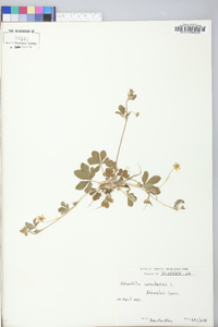 Potentilla canadensis image