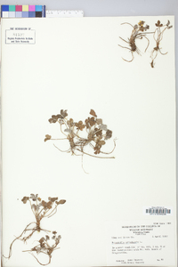 Potentilla canadensis image