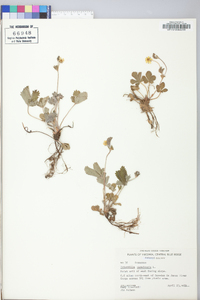 Potentilla canadensis image