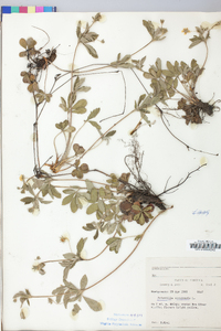 Potentilla canadensis image