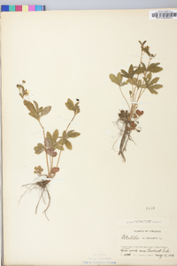 Potentilla canadensis image