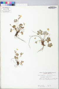 Potentilla canadensis image