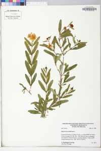 Hypericum prolificum image