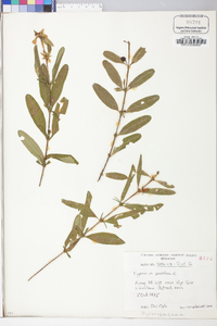 Hypericum prolificum image