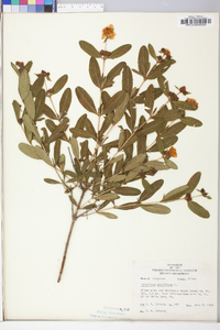 Hypericum prolificum image