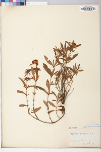 Hypericum prolificum image