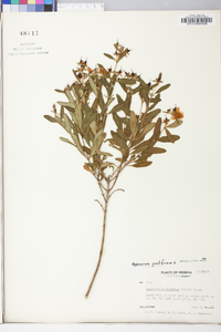 Hypericum prolificum image