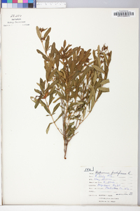 Hypericum prolificum image