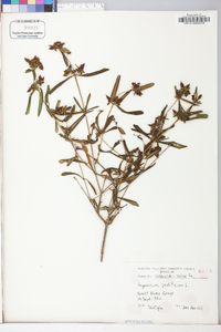 Hypericum prolificum image