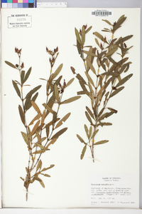 Hypericum prolificum image