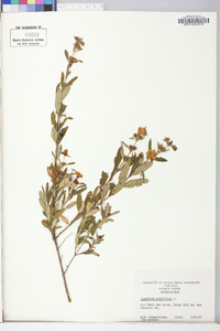 Hypericum prolificum image