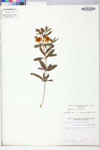 Hypericum prolificum image