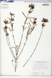 Hypericum prolificum image