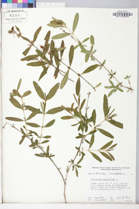 Hypericum prolificum image