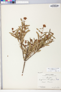 Hypericum prolificum image