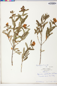 Hypericum prolificum image