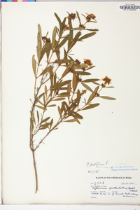 Hypericum prolificum image