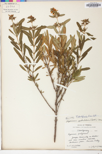 Hypericum prolificum image