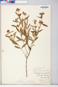 Hypericum prolificum image